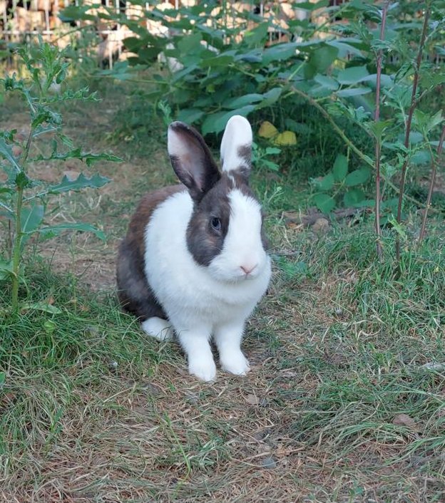 Frieda
