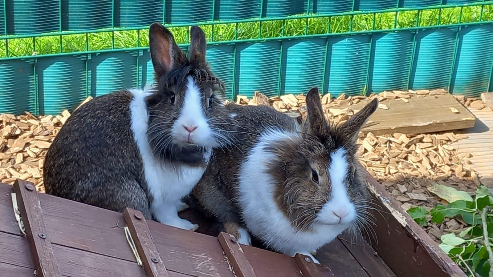 Hanni und Nanni